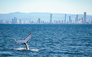 Картинка кит, море, город, пейзаж, природа, океан, плавание, солнце, вода, горизонт