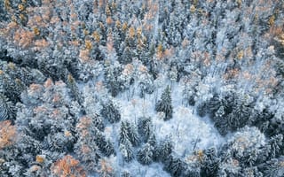 Картинка лес, зима, снег, природа, деревья, пейзаж, мир