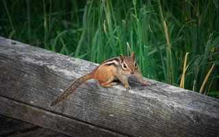 Картинка белка, природа, животные, зелень, лес, пейзаж, фотография