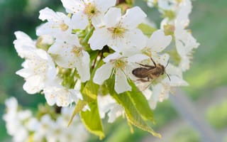 Картинка цветы, пчела, природа, весна, белый, растения, пейзаж