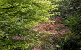 Картинка природа, деревья, зелень, осень, пейзаж, листья, цветы