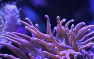 Картинка кораллы, океан, подводный мир, природа, цвета, морская жизнь, фото