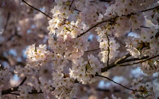 Картинка цветы, вишня, природа, весна, пейзаж, красота, дерево