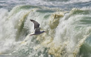 Картинка птица, море, волны, пейзаж, природа, солнце, летать