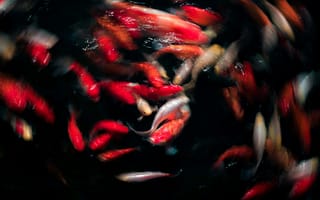 Картинка рыбы, карпы, водоем, природа, цвета, движение, глубина, аквариум, животные, водная жизнь