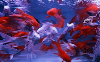 Картинка рыбы, аквариум, водные, красные, белые, животные, подводный