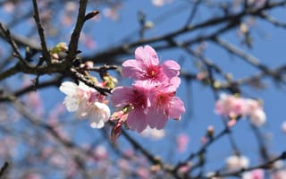 Картинка цветы, вишня, природа, весна, пейзаж, розовый, дерево