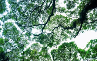 Картинка деревья, листья, небо, природа, зелень, лес, пейзаж