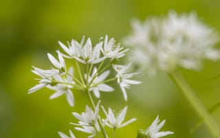 Картинка цветы, природа, белые, растения, фото, обои, лето