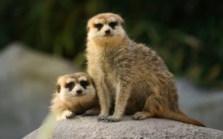 Картинка сурикаты, животные, природа, звери, семейство, камень, забавные