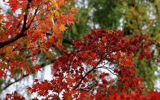 Картинка осень, листья, красный, природа, деревья, пейзаж, красота