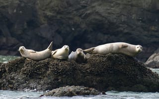 Картинка морские львы, природа, животные, океан, скалы, пейзаж, фауна