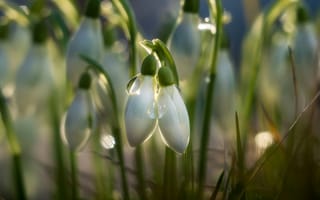 Картинка цветы, снег, природа, весна, капли, зелень, макро