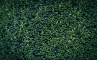 Картинка зелень, растения, природа, фон, текстура, листья, ландшафт