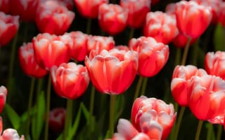 Картинка цветы, тюльпаны, природа, красота, лето, сад, пейзаж