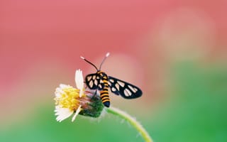 Картинка бабочка, цветок, природа, макро, животные, лето, красота