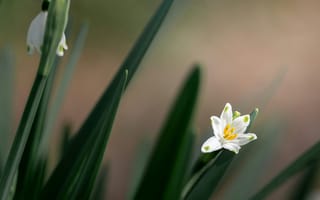 Картинка цветы, природа, белый, зелень, весна, красота, фото