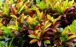 Картинка листья, растения, природа, зелень, цветы, декор, фото