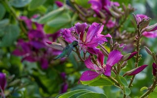 Картинка колибри, цветы, природа, фото, птицы, растения, красота