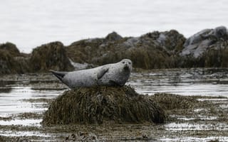 Картинка тюлень, природа, море, животные, водоросли, пейзаж, океан