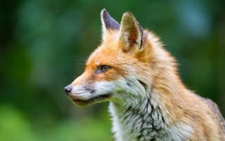 Картинка лисица, животные, природа, дикая природа, фото, пейзаж, лес