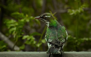 Картинка птица, природа, зелёный, фото, животные, лес, обои