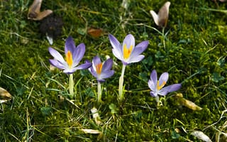 Картинка цветы, крокусы, природа, весна, зелень, ландшафт, красота