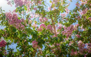 Картинка цветы, природа, весна, дерево, розовый, небо, зелень