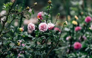 Картинка цветы, природа, сад, розы, флора, красота, зелень