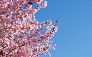 Картинка цветы, весна, природа, вишня, небо, розовый, пейзаж