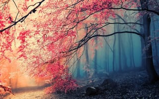 Картинка туман, деревья, осень, лес