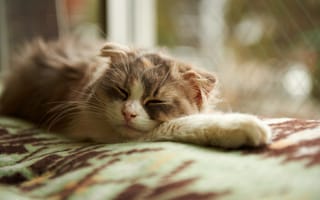 Картинка окно, кошка, одеяло, сон, спит