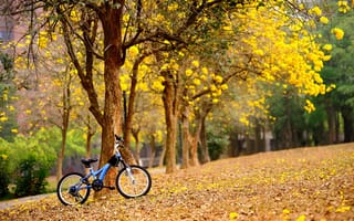 Картинка деревья, цветы, желтые, весна, велосипед