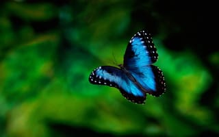 Картинка синяя бабочка, зеленый