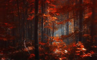 Картинка ildiko neer, листья, деревья, красные, лес, осень