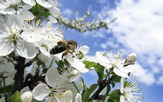 Картинка Дерево, Пчела, Весна