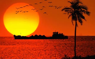 Картинка солнце, гоа, пальма, корабль, закат, танкер, птицы, море
