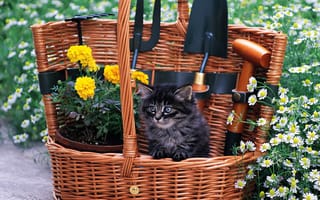 Обои котенок, цветы, кошка, корзина, кот, cat, трава