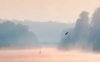 Обои пейзаж, озеро, туман, утро, птица