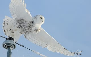 Картинка птица, белая, сова, лэп, провода, снег