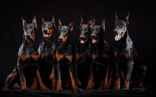 Картинка доберман, собаки, черный