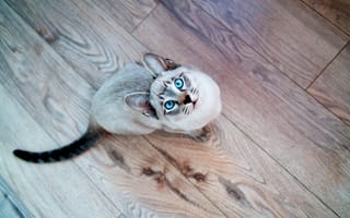 Картинка взгляд, кошка, голубые глаза, кот, сиамский, мордочка