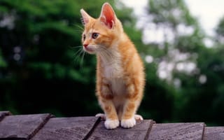 Картинка кошка, кот, котенок, рыжий, крыша, смотрит