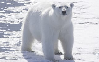 Картинка Белый медведь, снег