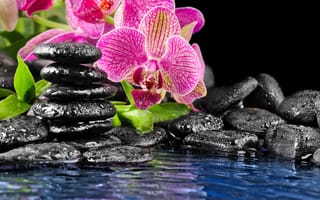 Картинка вода, цветок, камни, листья, орхидея