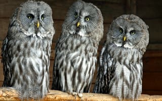 Картинка great grey owl, троица, бородатая неясыть, совы, lapland owl