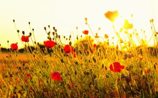 Обои закат, цветы, трава, солнце, красные, маки, поле, природа