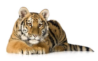 Картинка хищник, тигр, белый фон, тигрёнок