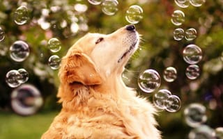 Обои собака, радость жизни, мыльные пузыри