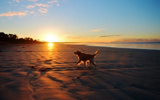 Картинка собака, друг, закат, море, пейзаж